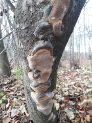 Phellinus pomaceus