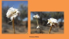 Portulaca filifolia