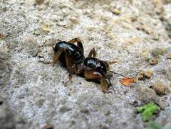 Stenopelmatus guatemalae