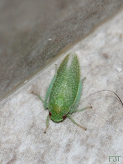 Hamana