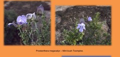 Prostanthera megacalyx
