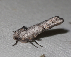 Lithomoia germana