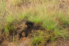 Bulbostylis paradoxa