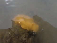 Doris wellingtonensis