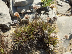 Armeria welwitschii