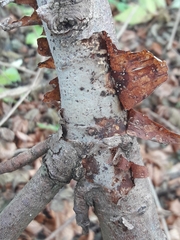 Vuilleminia comedens