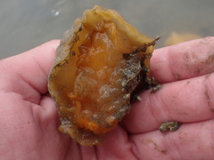 Doris wellingtonensis