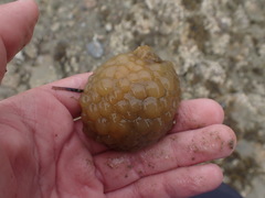 Doris wellingtonensis