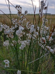 Androtrichum trigynum