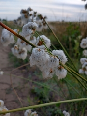 Androtrichum trigynum