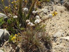 Armeria welwitschii