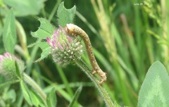 Descoreba simplex