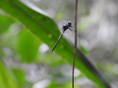 Cannaphila