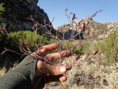 Cordylanthus kingii helleri
