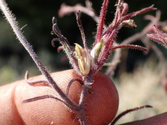 Cordylanthus kingii helleri