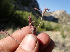Cordylanthus kingii helleri