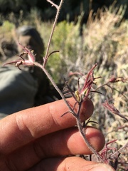 Cordylanthus kingii helleri