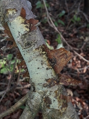 Vuilleminia comedens