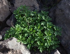 Argyranthemum maderense