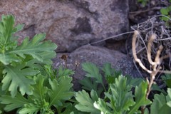 Argyranthemum maderense