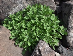 Argyranthemum maderense
