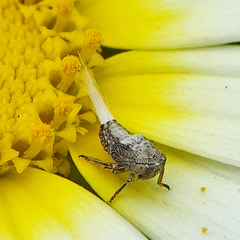 Danepteryx barbarae