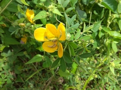 Senna cobanensis