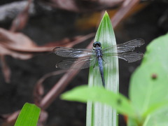 Cannaphila