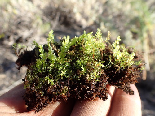 Image of Thomson's Calcareous Moss by (c) Martin Purdy, some rights reserved (CC BY)