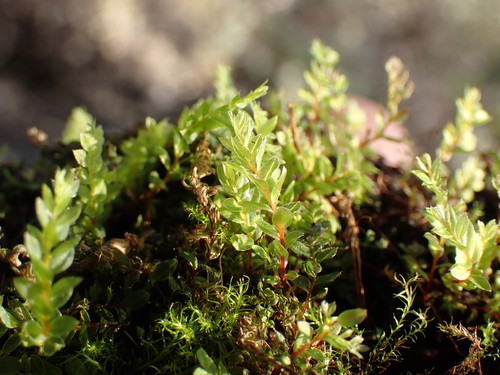 Image of Thomson's Calcareous Moss (Mnium thomsonii) by (c) Martin Purdy, some rights reserved (CC BY)