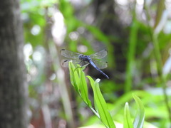 Cannaphila