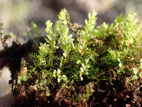 Image of Thomson's Calcareous Moss (Mnium thomsonii) by (c) Martin Purdy, some rights reserved (CC BY)
