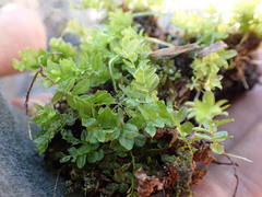 Plagiomnium ellipticum