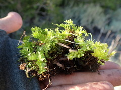 Plagiomnium ellipticum