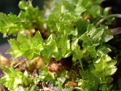 Plagiomnium ellipticum