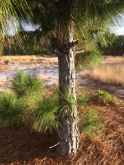 Pinus elliottii densa