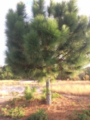 Pinus elliottii densa