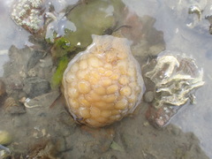 Doris wellingtonensis