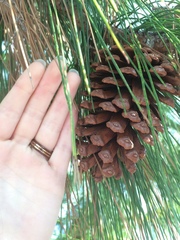 Pinus elliottii densa