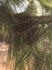 Pinus elliottii densa