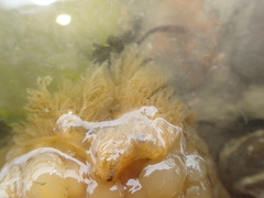 Doris wellingtonensis