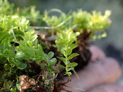 Plagiomnium ellipticum