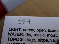 Plagiomnium ellipticum