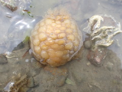 Doris wellingtonensis