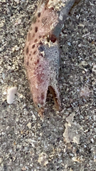 Echiophis intertinctus