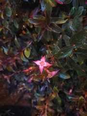 Pentas lanceolata