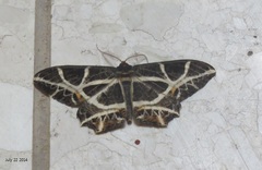 Mesastrape fulguraria