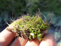 Leptobryum pyriforme
