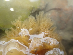 Doris wellingtonensis