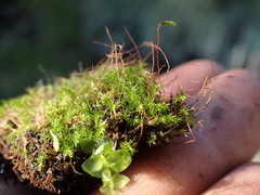 Leptobryum pyriforme